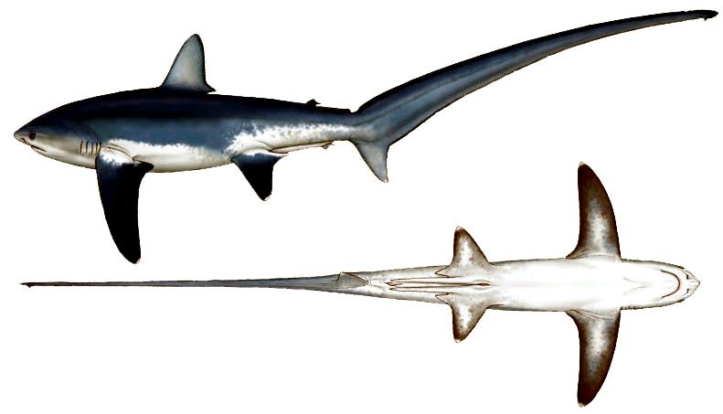 Alopias vulpinus_13.jpg